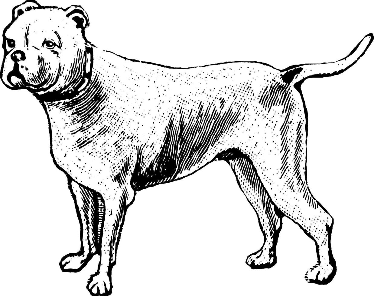Dog, vintage illustration. vector