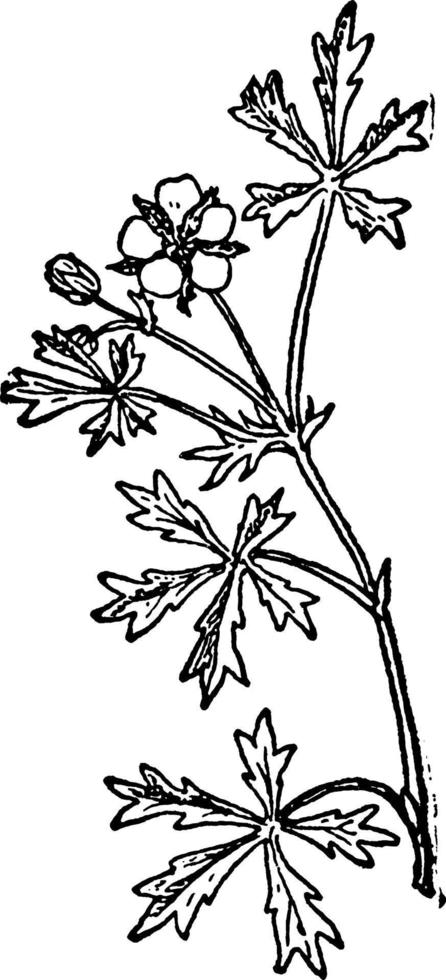 Silvery Cinquefoil vintage illustration. vector