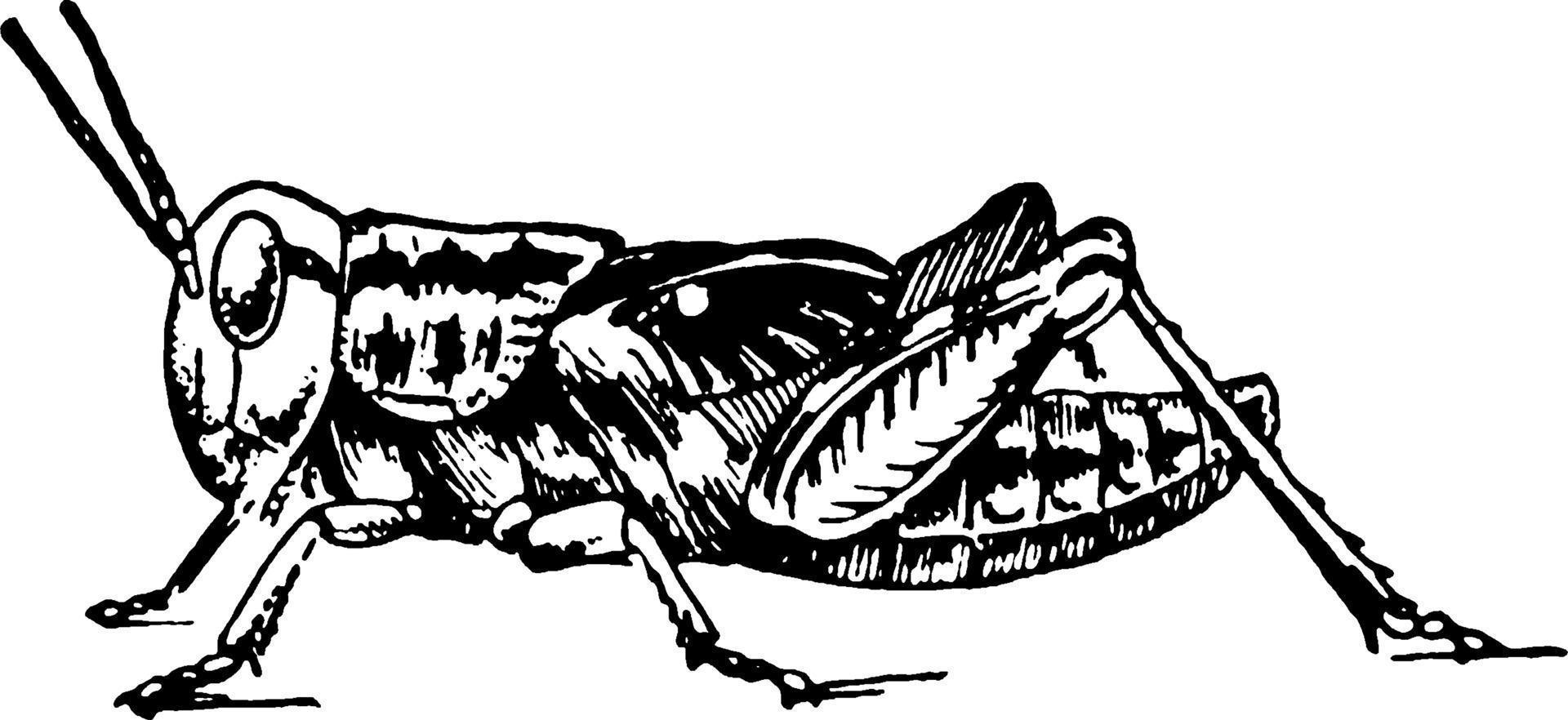 Locust development, vintage illustration. vector