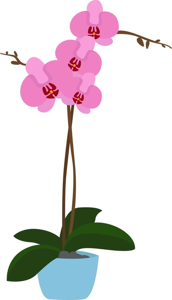 Orchid flower, illustration, vector on white background