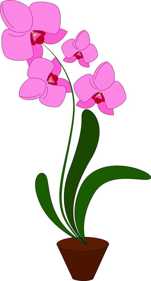 Pink orchid flower, illustration, vector on white background.