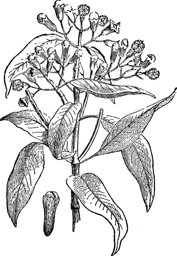 Ilustración vintage de planta y semilla de clavo. vector