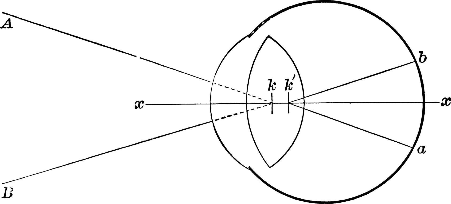 retina, ilustración antigua. vector