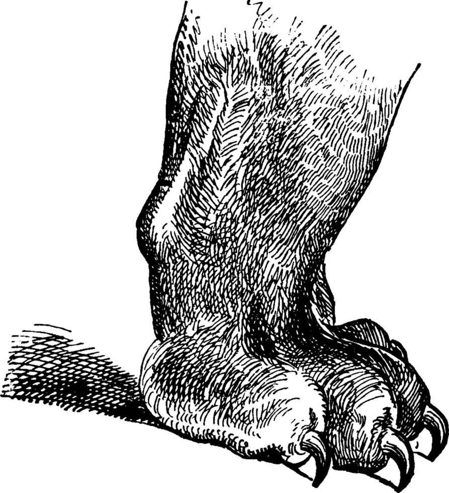 Tiger Foot, vintage illustration. vector
