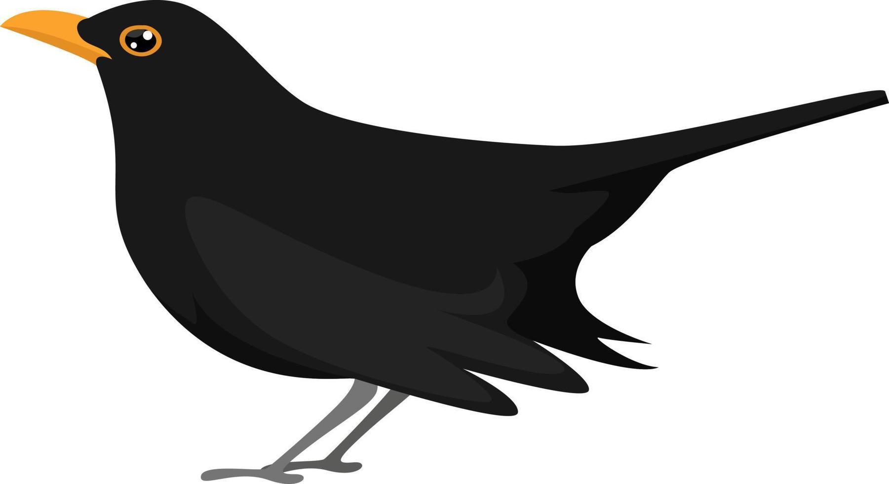 Black bird with orange beak, illustration, vector on white background