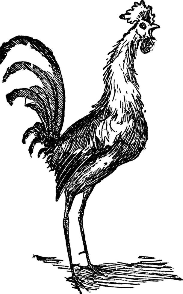 Rooster or Gallus domesticus, vintage illustration. vector