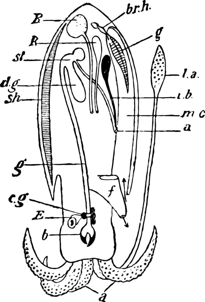 Cuttlefish Structure, vintage illustration. vector