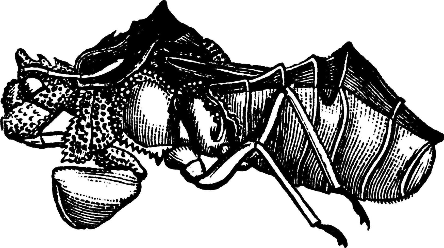 Jagged ambush bug, vintage illustration. vector