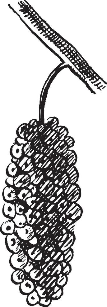 ilustración vintage de fruta de morera roja. vector
