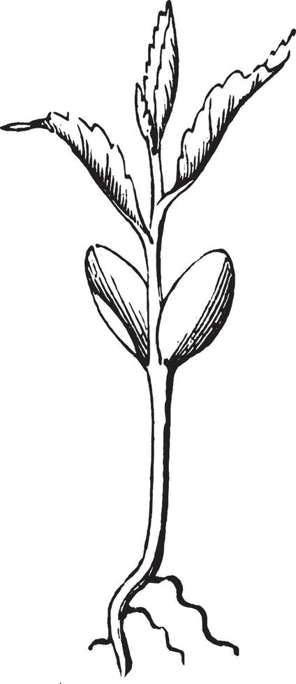 Seedling vintage illustration. vector