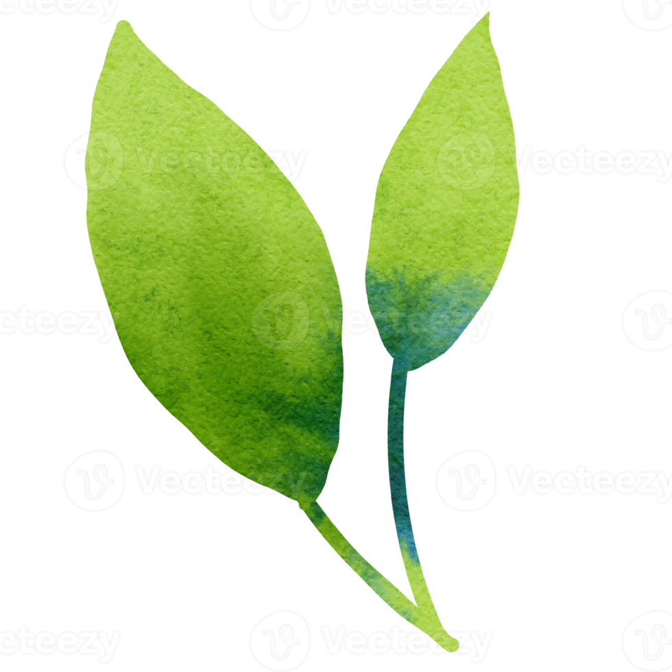 Leaf greenery and foliage watercolor png