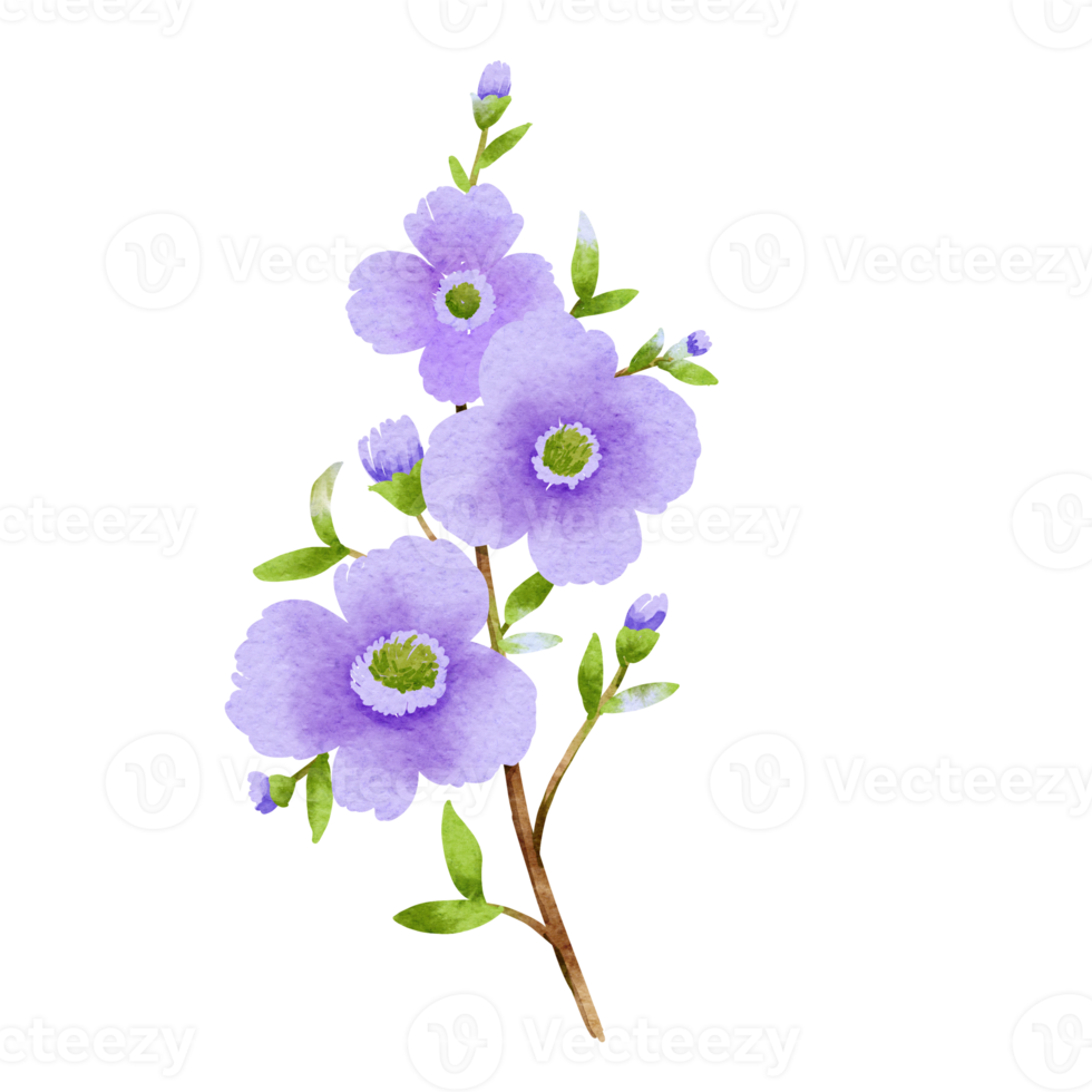 Free acuarela de flores silvestres moradas 13822782 PNG with Transparent  Background