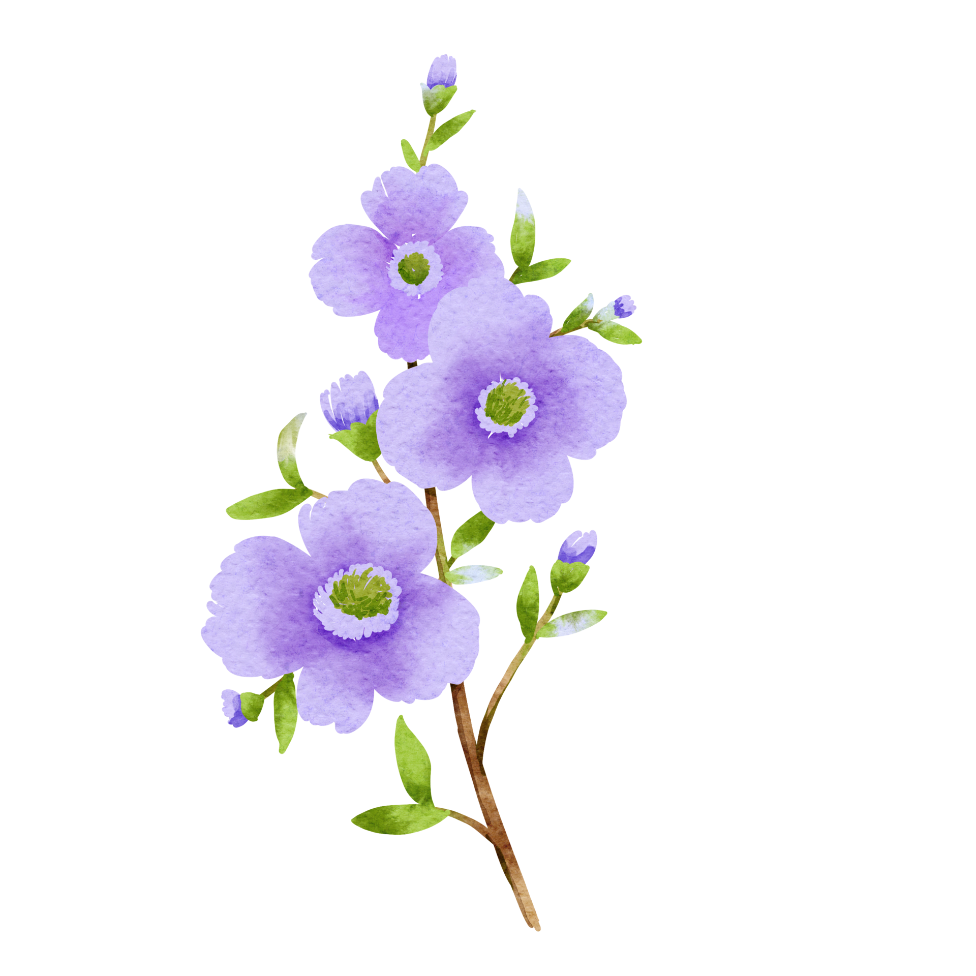Purple Wild Flowers Watercolor 13822782 PNG purple-wild-flowers-watercolor-13822782-png