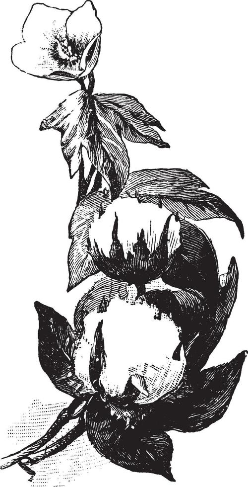 Cotton vintage illustration. vector