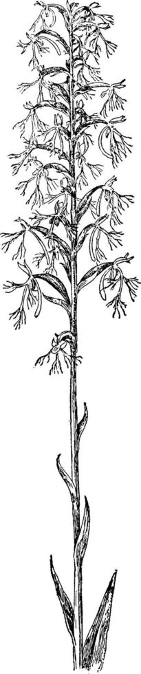 Ragged Fringed Orchis vintage illustration. vector