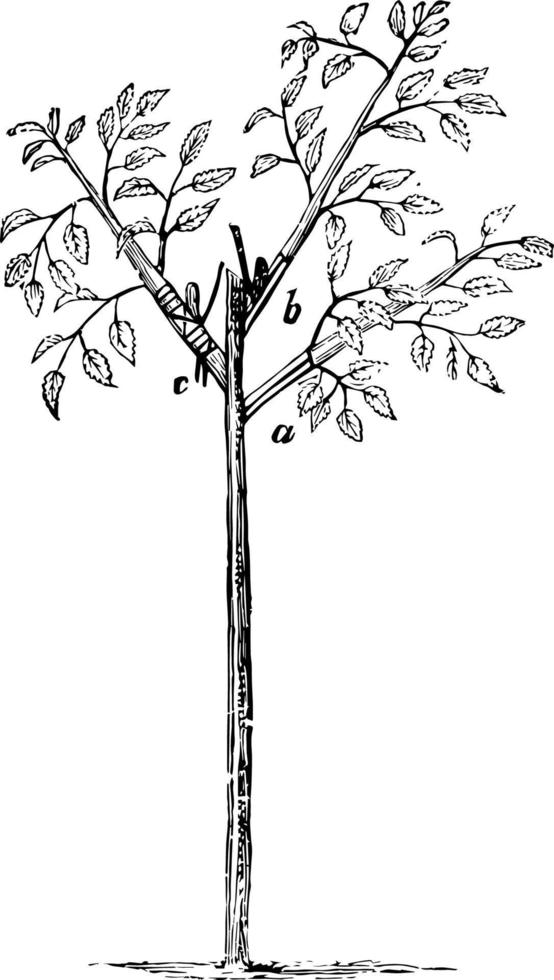 Rose Budding vintage illustration. vector