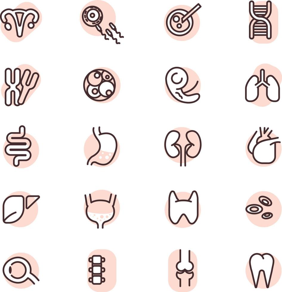 Human organs, illustration, vector, on a white background. vector