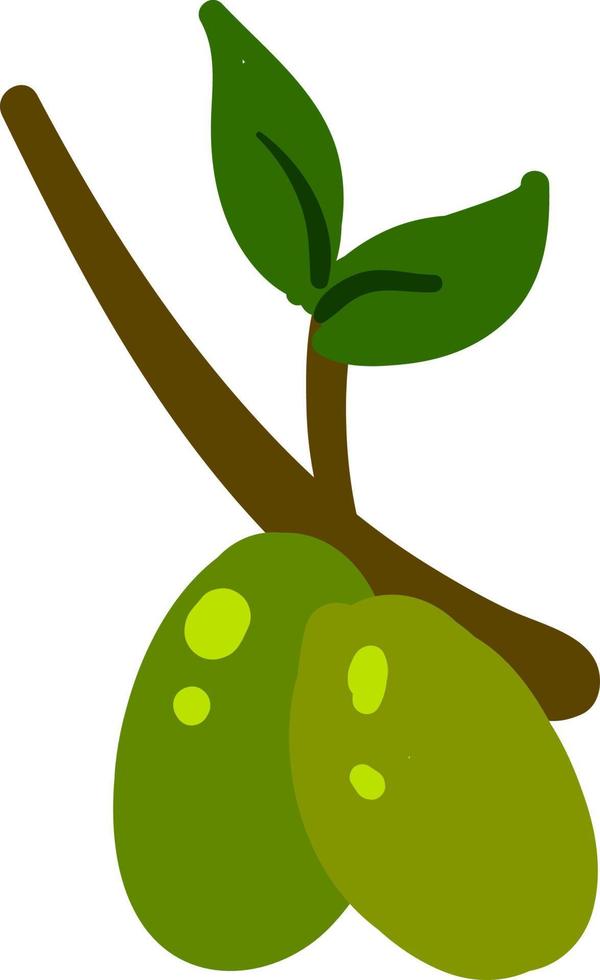 Green olive on branch, illustration, vector on white background.