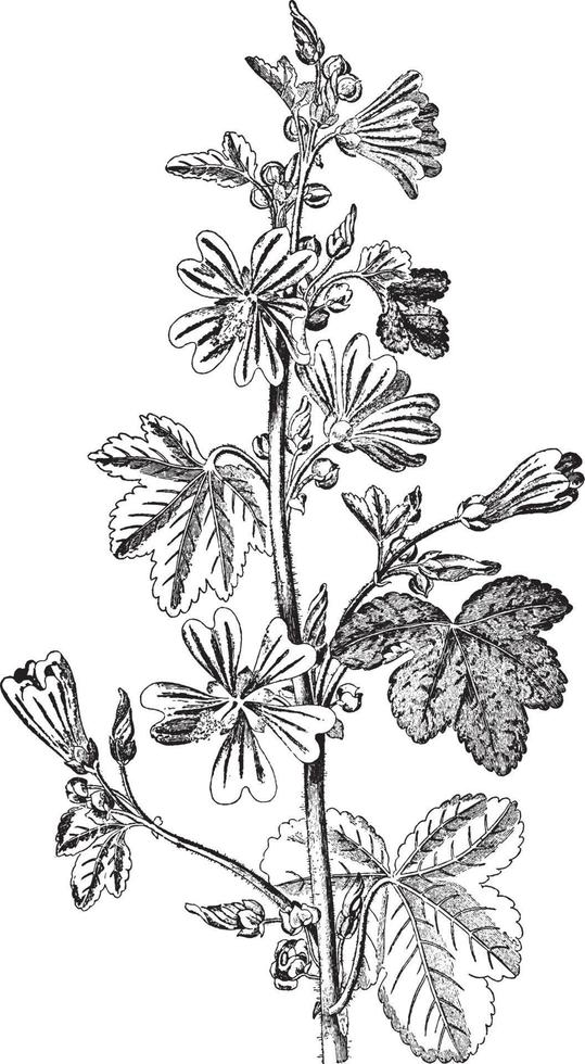 Common Mallow vintage illustration. vector
