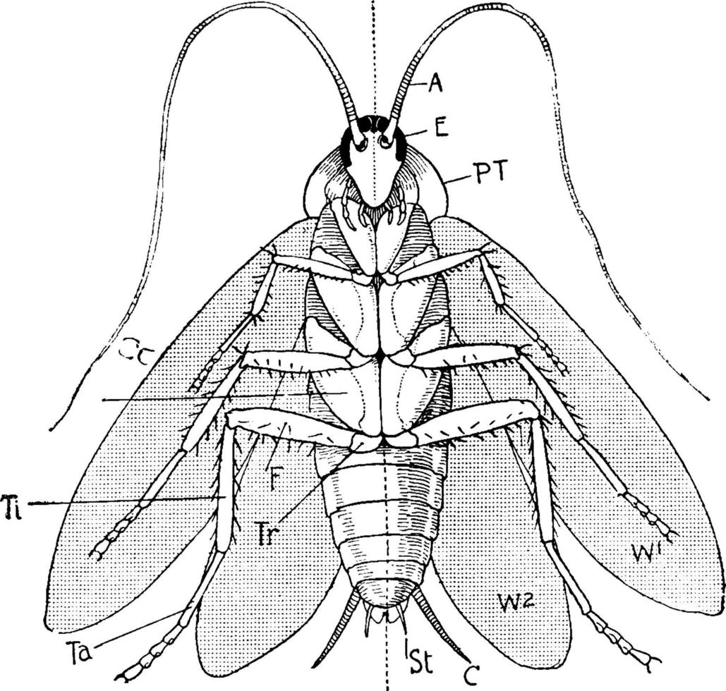 Ventral aspect of male cockroach with the wings extended Cockroach, vintage illustration. vector