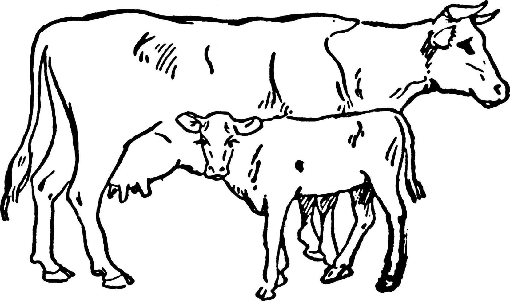 Cow and Calf, vintage illustration. vector