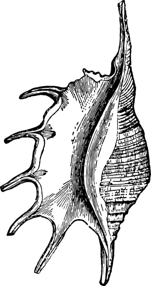 pteroceras lambis ilustración vintage. vector