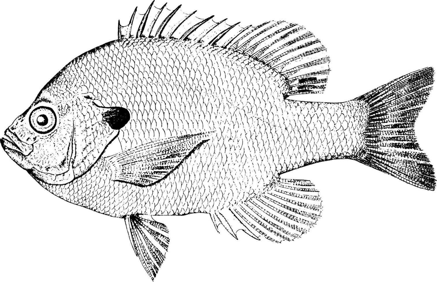 Bluegill Sunfish, vintage illustration. vector