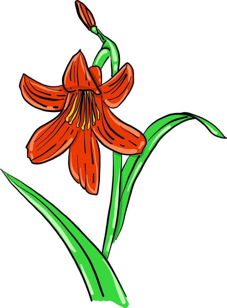 Red lily flower , illustration, vector on white background