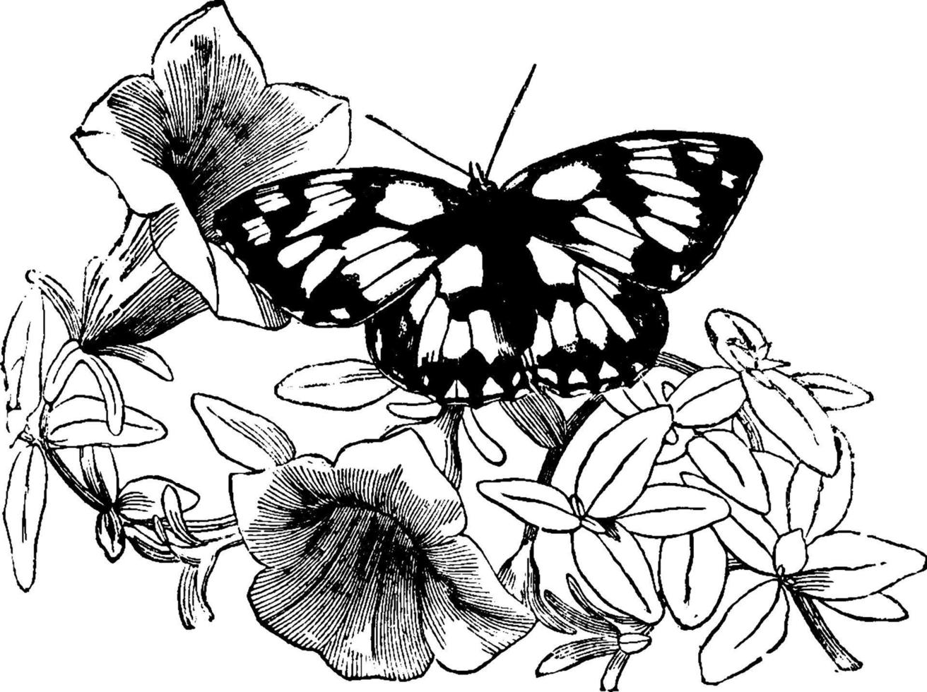 Half Mourning Butterfly, vintage illustration. vector
