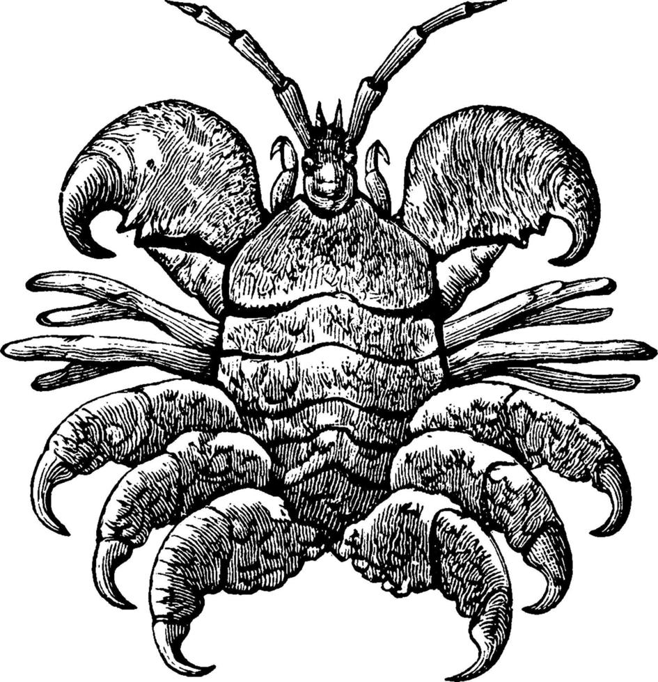 Whale Crustacean, vintage illustration. vector