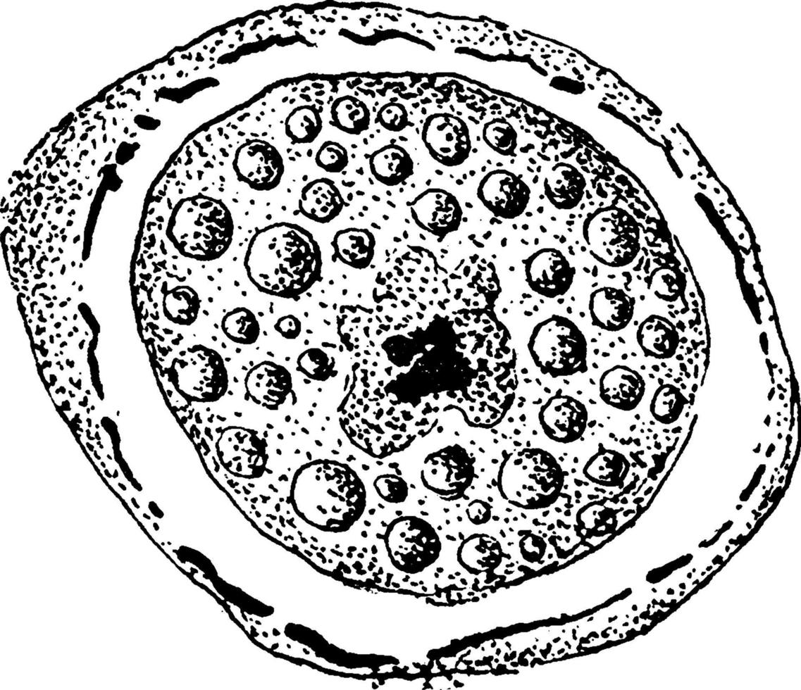 formación de óvulos de cyclospora cayetanensis, ilustración vintage. vector