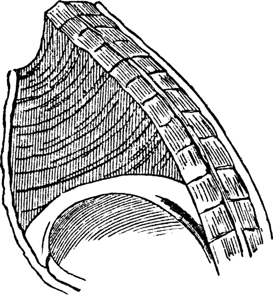 Diaphragm, vintage illustration. vector