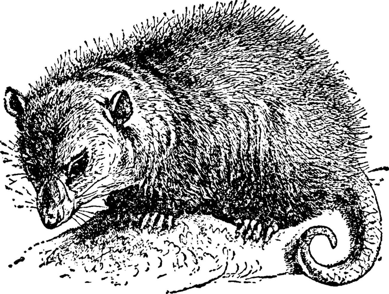 Opossum, vintage illustration. vector