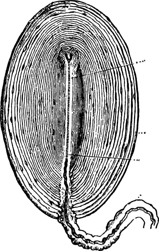 Pacinian Corpuscles, vintage illustration vector
