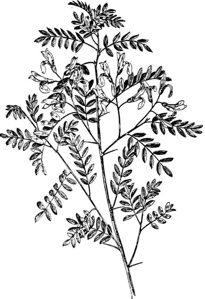 Viciifolia Sophora vintage illustration. vector