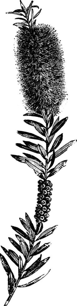 Callistemon Speciosus vintage illustration. vector