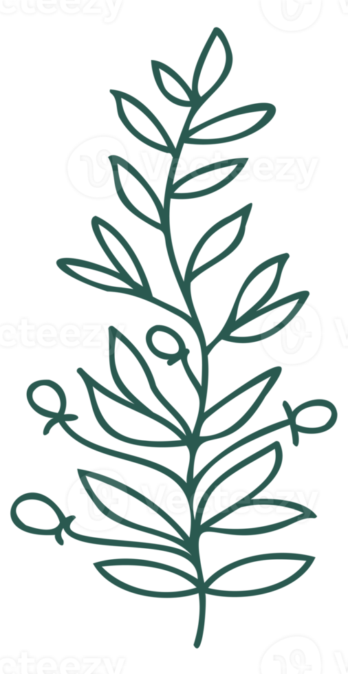 Floral line art linear botanical design element. Flower drawings with thin line. Collection of blooming hand drown flower, contour drawing. PNG with transparent background.
