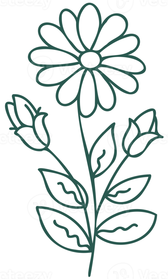 Floral line art linear botanical design element. Flower drawings with thin line. Collection of blooming hand drown flower, contour drawing. PNG with transparent background.