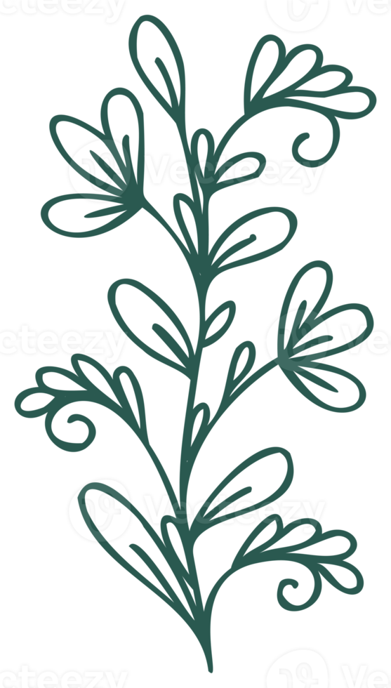 Floral line art linear botanical design element. Flower drawings with thin line. Collection of blooming hand drown flower, contour drawing. PNG with transparent background.