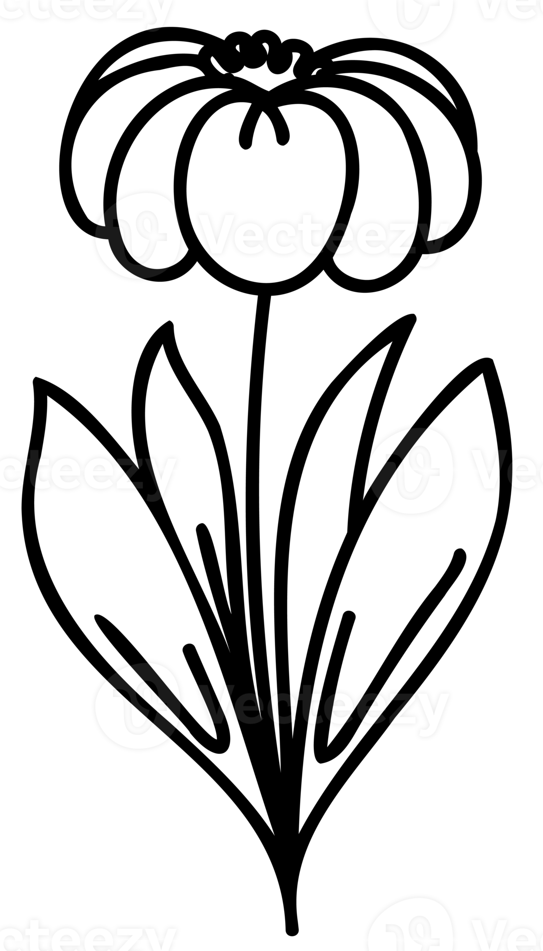 Line art flowers set. Collection of black and white thin linear flowers