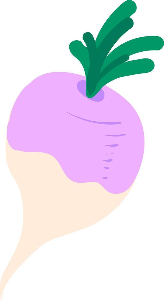 Flat turnip, illustration, vector on white background.