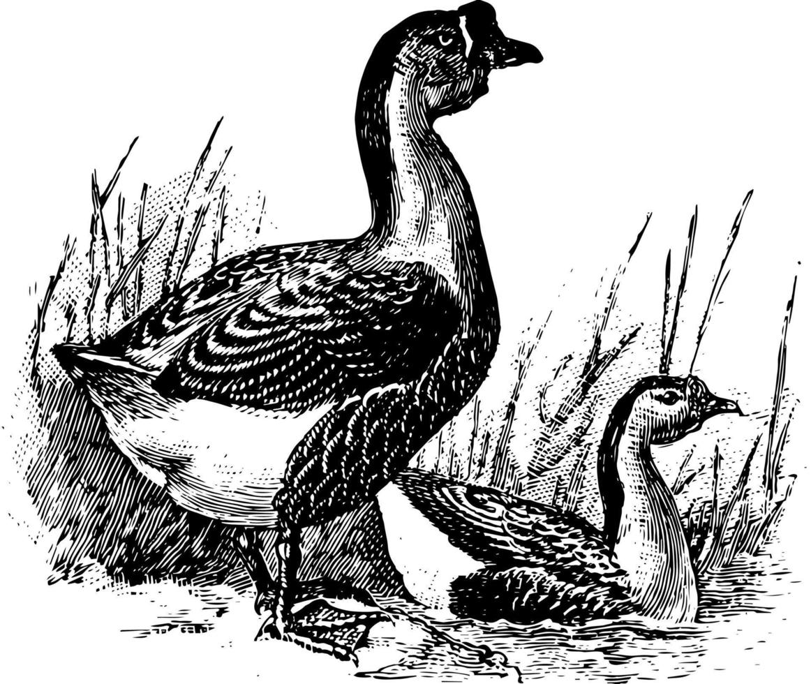 Chinese Goose, vintage illustration. vector