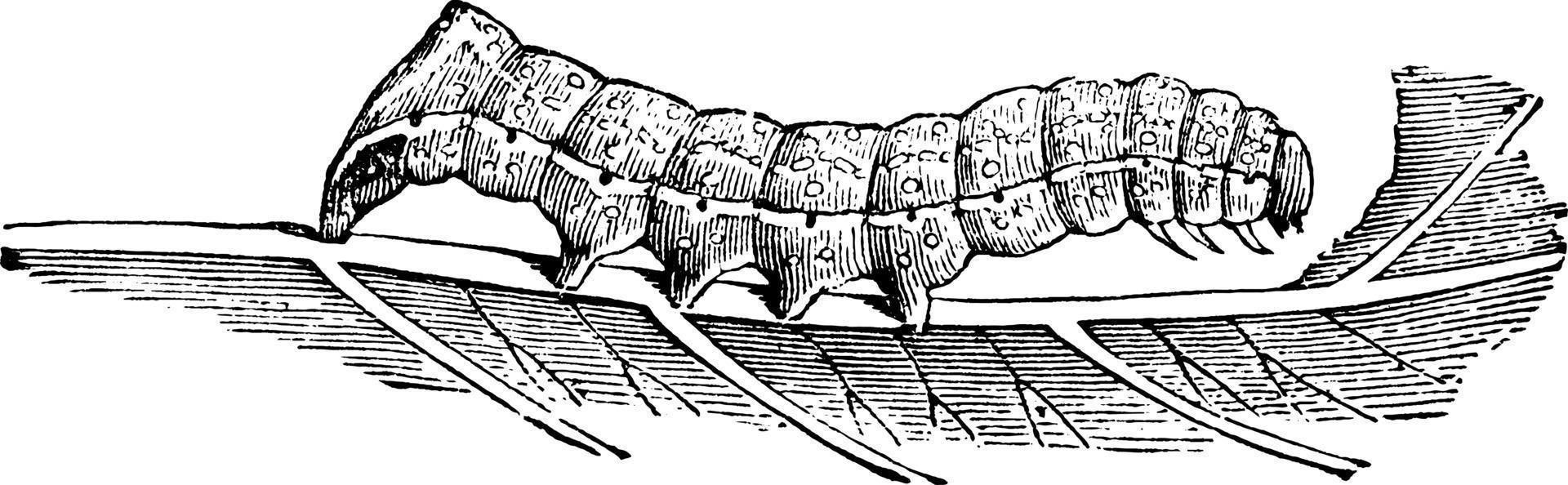 polilla subalares de cobre americano o pyrophila pyramidoides, ilustración vintage. vector