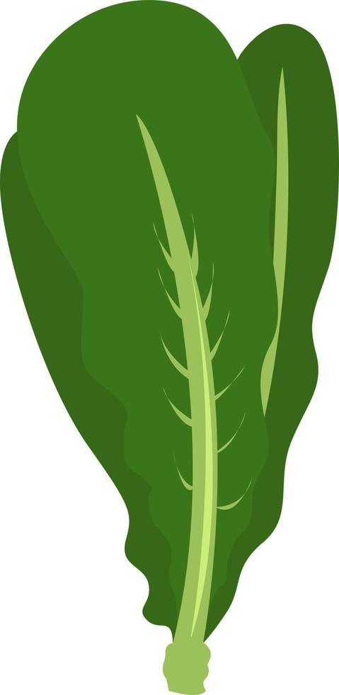 Salad green , illustration, vector on white background