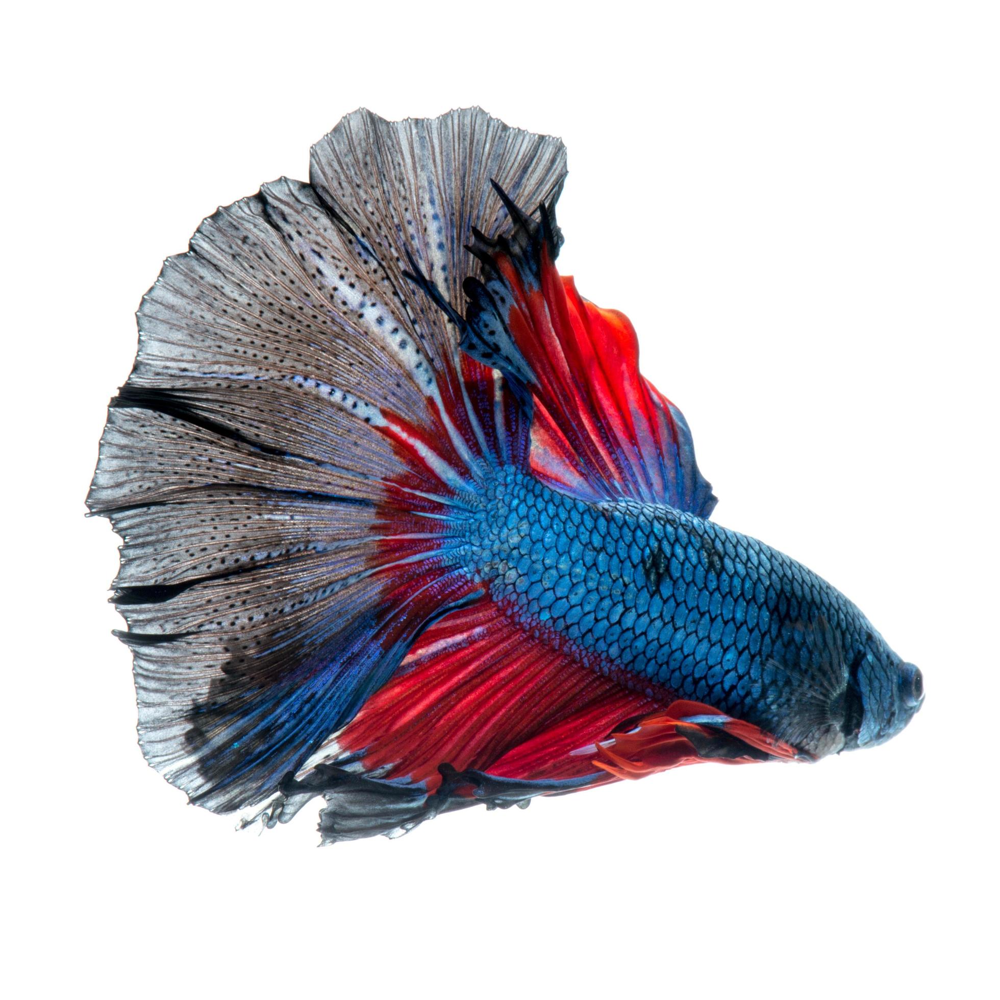 Red-blue bettas on white 13825196 Stock Photo at Vecteezy