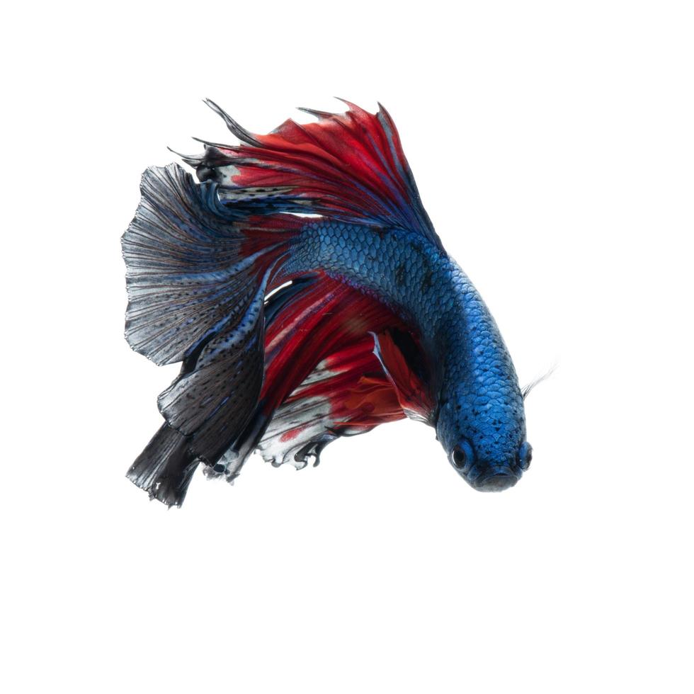 Red-blue bettas on white photo