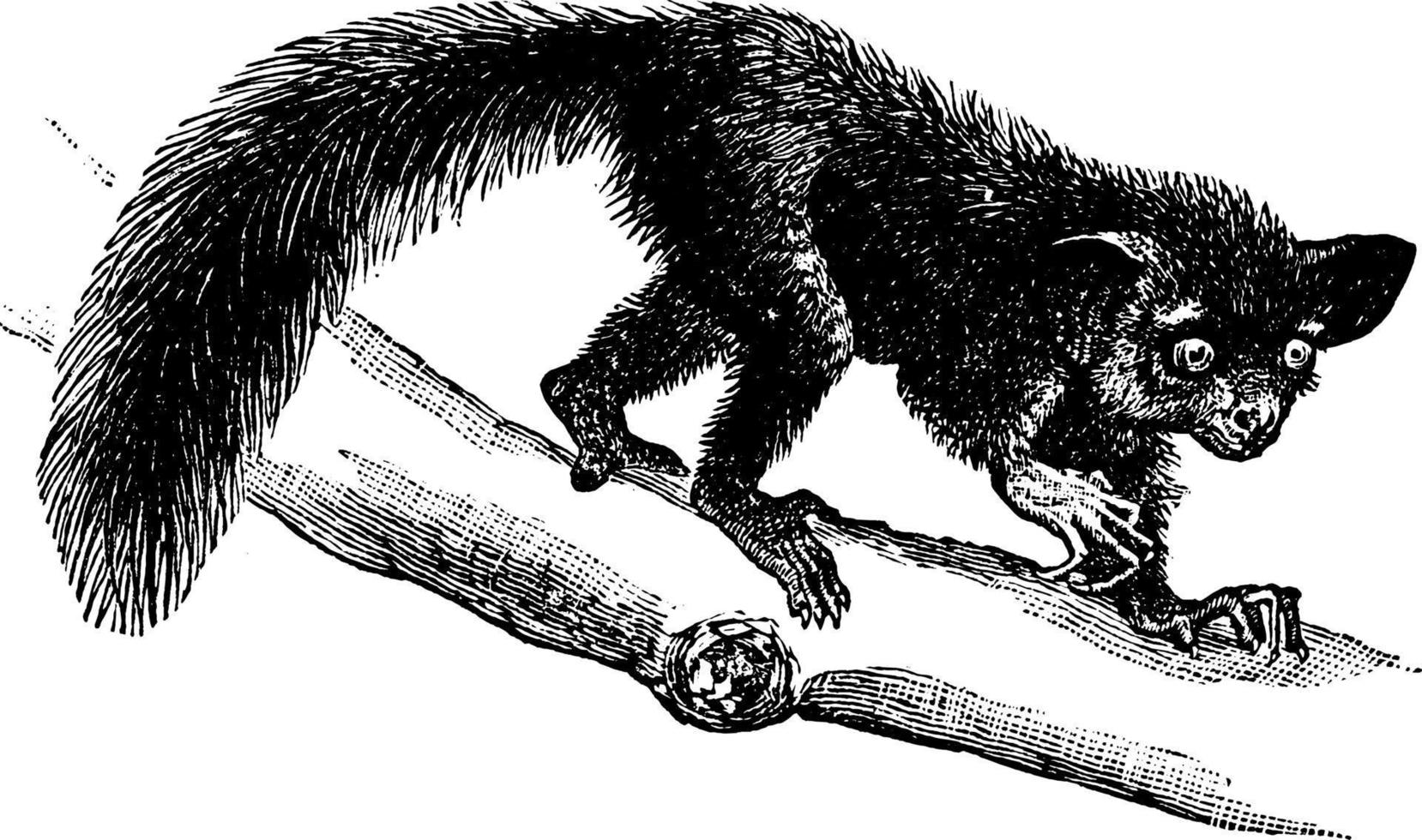 Aye-Aye, vintage illustration. vector