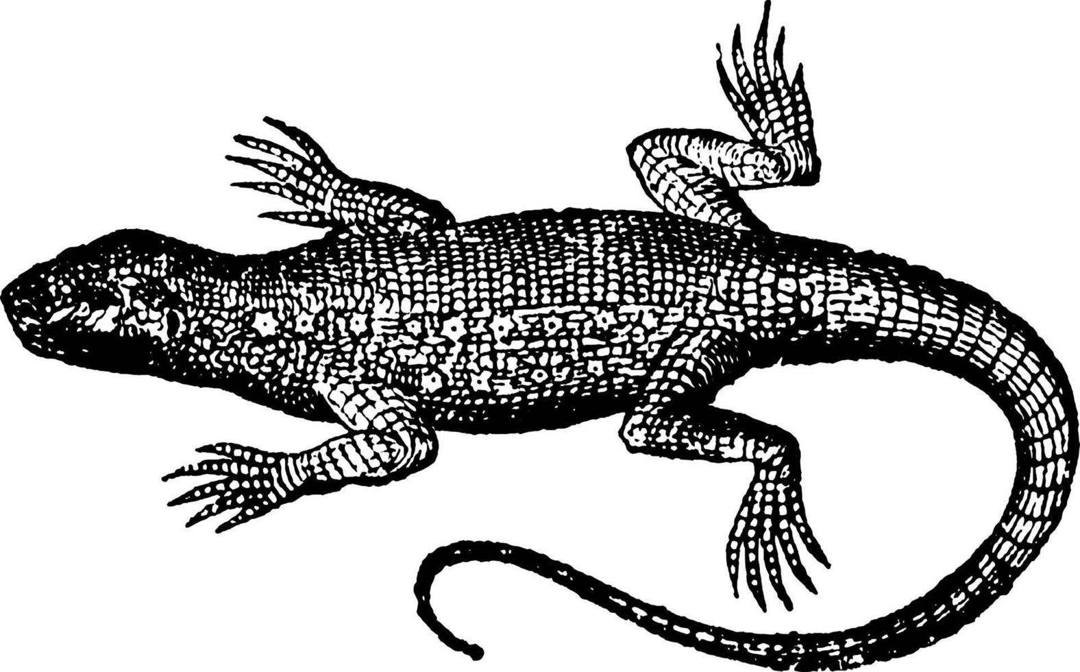 Lizard, vintage illustration. vector