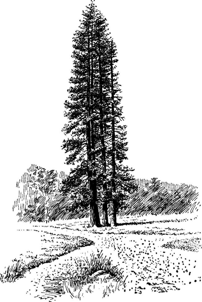 Pinus Ponderosa vintage illustration. vector