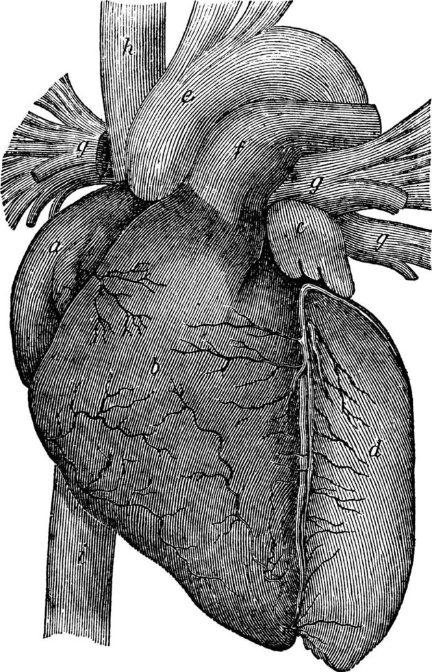 Structure Of Heart, vintage illustration. vector